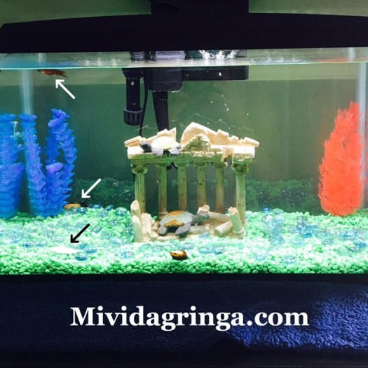 Xiomara Spadafora Asesina de Peces