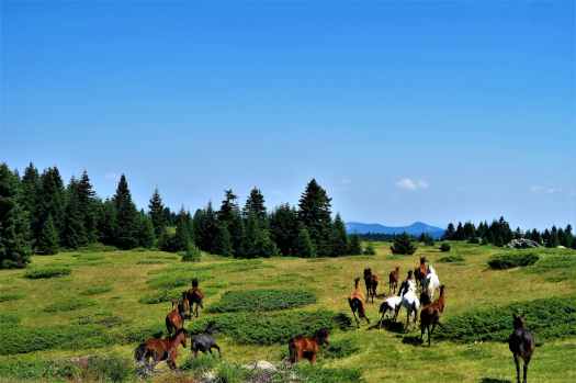 horses running on grass field towards trees